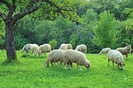 Koyun Süt Yemi Üstün genetik özelliklere sahip sütçü ırk koyunların, ekonomik ve sağlıklı yetişmeleri için gereksinim duydukları besin maddelerini dengeli
