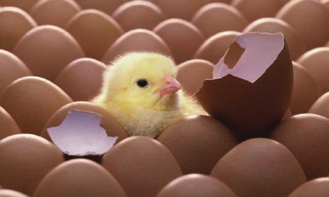 CİVCİV TEMİNİ Başarılı yumurta tavukçuluğu öncelikle sağlıklı civciv temini ile başlar.