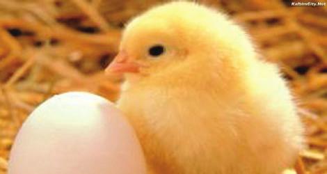 Yumurta tipi civcivlerin uygun ısı ve yeterli aydınlatma ile yemlik ve suluk sayısının düzenli olduğu kümeslere yerleştirilmesi gerekir.