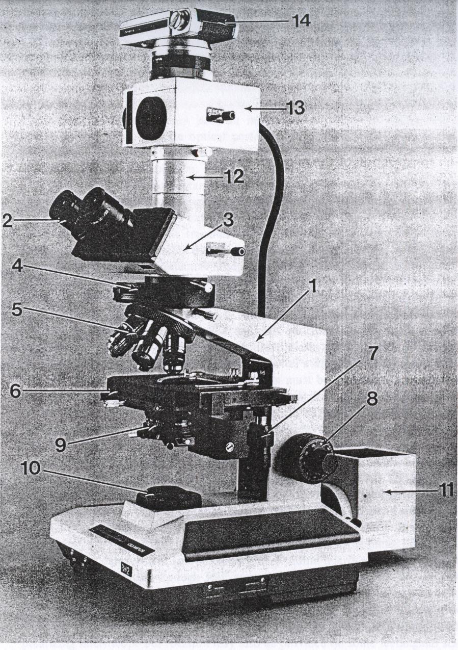 Optik araştırma mikroskobunun kısımları (1) Eğimli gövde, (2) Görme merceği, (3) Işığı görme merceği veya fotoğraf makinasına yönlendiren ünite, (4) Dönerli ara büyütme halkası, (5) Objektif