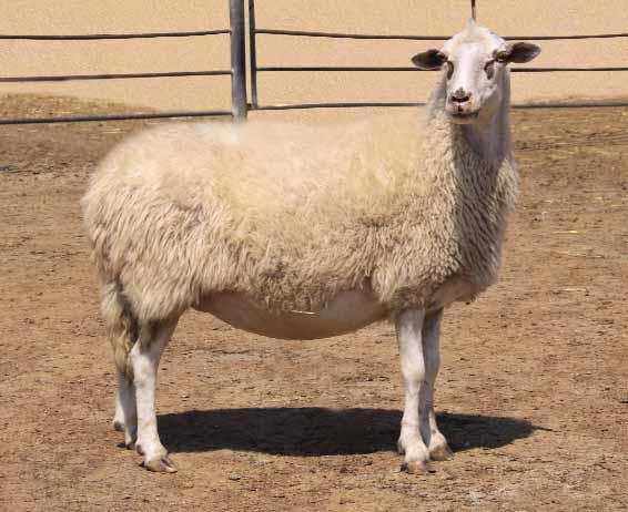 Koçlar genel olarak boynuzluluk hâkimdir. Koyunlar ise genellikle boynuzsuzdur. Kuyruk yağsız, ince ve uzundur. Yapağısı çok kaba ve karışık yapağı tipindedir. Yapağı lüleleri çok uzundur.