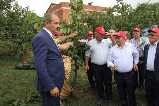 2014 yılında söküm ve dikimi yapılan ilk 10 fındık bahçesinden biri olan Trabzon un Ortahisar ilçesine bağlı Karakaya Mahallesindeki Adnan Kılıç a ait bahçede gerçekleştirilen hasat törenine, Trabzon