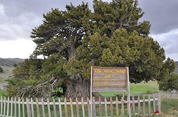 Kocakoru Ormanı Tabiat Parkı Muğla - Kıdrak Tabiat Parkı Trabzon - Uzungöl Tabiat Parkı Tamamı için tıklayın.