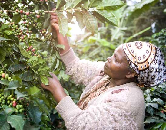 Adil ücretlendirme sayesinde üretici ülkelerdeki yoksullukla mücadele edilir Sürdürülebilir çiftçiliğin mahsulü olan kahvelerimizden hangisi sizin favori kahveniz?