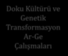 Doku Kültürü ve Genetik Transformasyon