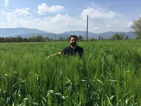 Arpa Tohumları Aksihar 98 (6 Sıralı) Çeşit Sahibi Kuruluş Tescil Yılı Morfolojik Özellikler Tarımsal Özellikleri Verim Özellikleri Teknolojik