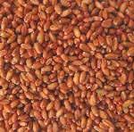 Buğday Tohumları Ekmeklik Çeşitler Basri Bey Sap orta boylu (85 cm), yapraklar açık yeşil renkli, tüysüz ve yaprak şekli dardır.