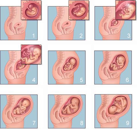 Annenin uterusu içerisinde zigot ile başlayıp embriyo ile devam eden ve fetüs