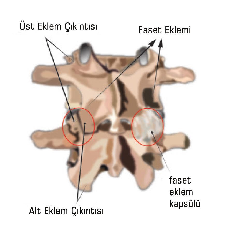 Faset eklemlerin omurganın hareketini sağlamalarının yanında bir başka fonksiyonları, omurilikten çıkan sinir köklerinin omurga kanalını terk ederek dışarı çıktığı nöral foramen adı verilen