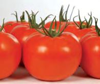 Uzun raf ömrüne sahip ve geleneksel Türk damak tadına uygun iri meyveli domates çeşididir. Meyve ağırlığı 230250 gr dır. Coronato F1 cidir.