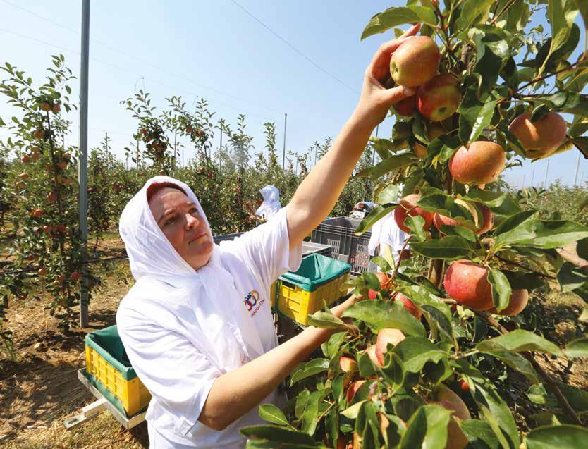 Anadolu Etap çiftliklerinde çalışan kadın ziraat mühendisleri ve teknikerler geleceğin yöneticileri olarak yetişiyorlar.