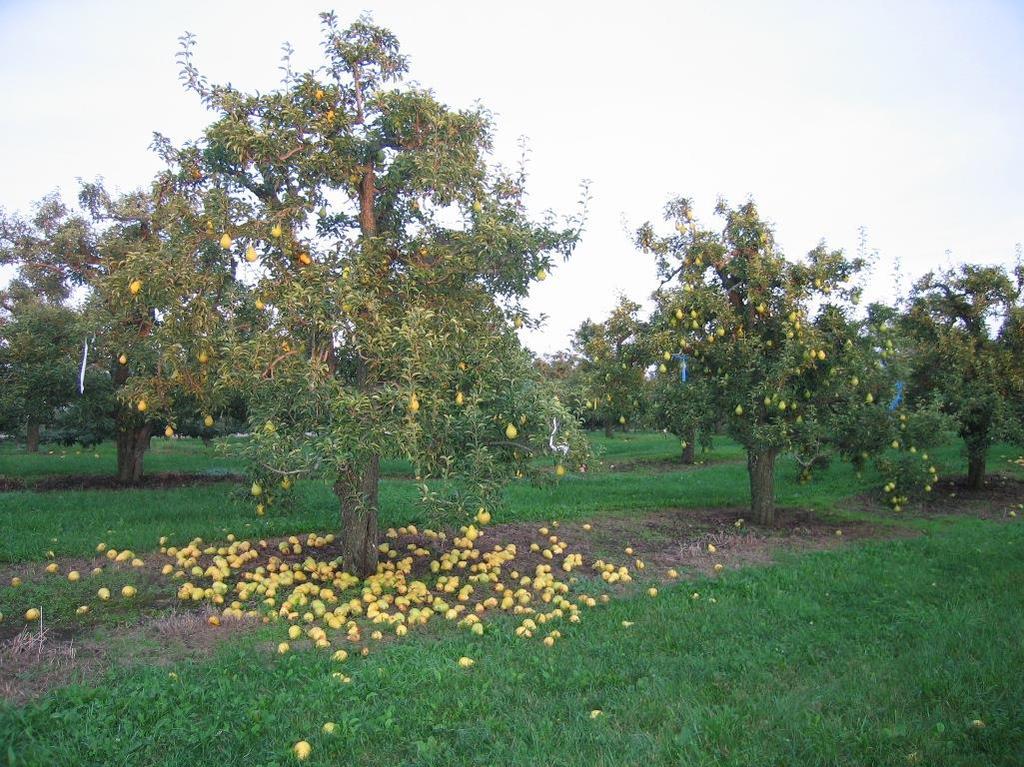 Harvista TM Barlett armut çeşidinde meyve dökümünü azaltmakta ve hasat dönemini uzatmaktadır.