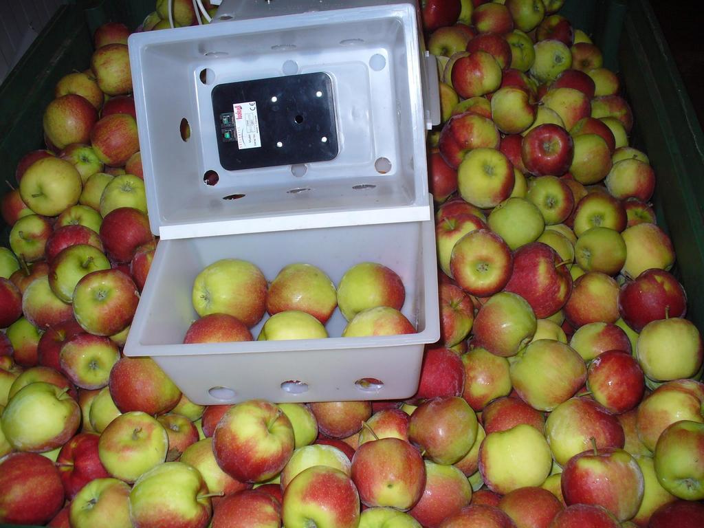 Ticari bir DCA odasında Jonagold elma çeşidinde