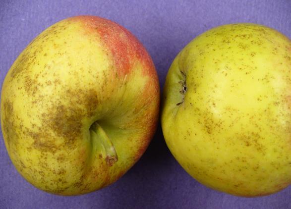 ULO, KA ve NA ile karşılaştırıldığında meyve kalite kriterleri daha iyi korunmakta.