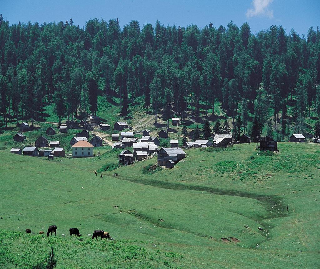 SAKARYA DA YEŞİLİN