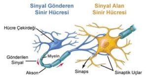 Şekil 1.İnsan Sinir Hücresi Yapay sinir ağları insan beyninden esinlenerek geliştirilmiş bir teknolojidir.