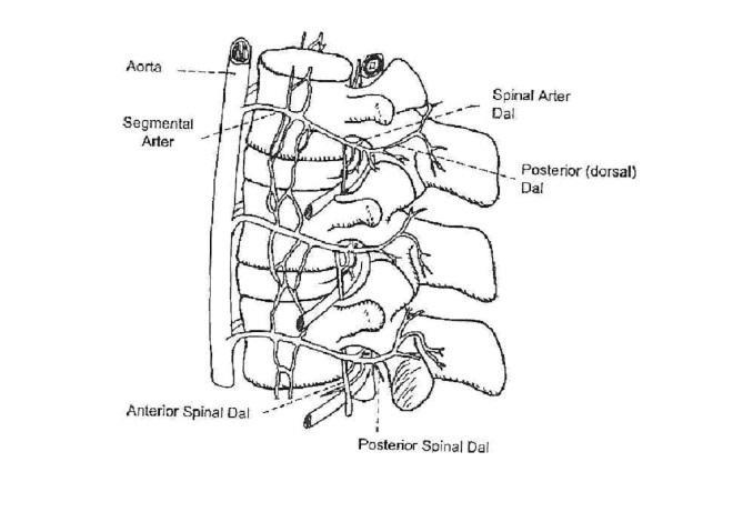 posterior spinal arteri yapar ve bu arter de arka 1/3 kısmı besler. Dallar arasında anastomoz vardır. Anterior ve posterior spinal arterler sadece üst servikal omuriliğin beslenmesini sağlar.