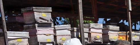 Ankara ırkı arılarla tamamen doğal bal elde