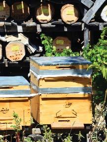 10 bin kovanı 20 şer kovanla 500 kişiye dağıtırsak, Ankara ya 500 yeni arı üreticisi kazandırmış olacağız.