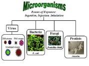 Birincil Üretim Mikrobiyal Döngü Siliyat, heterotrophic nanoflagellates (HNF) ve