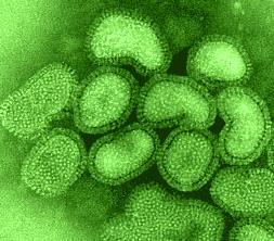 Influenza A Virüsleri HA M1 NA M2 NP ARNv PA PB1 PB2 10