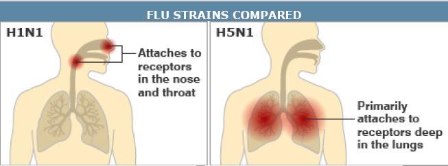 1- HA H1N1 / H5N1 suģlarının Hedef Reseptörleri α 2,6