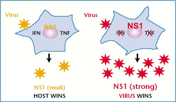 Viral patogenezde IFN antagonisti olan NS1 proteininin rolü - NS1 kodlama özelliği zayıf olan tipler konağın savunma mekanizmalarına karşı koyamazlar; bu durum viral replikasyonun azalmasıyla
