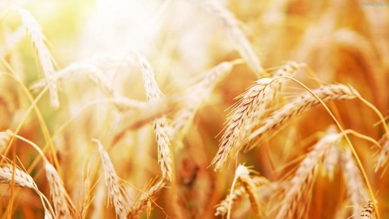 Çevresel faktörler Buğday proteini, çözünürlük özelliklerine bağlı olarak 4 genel gruba ayrılabilen bir dizi formda