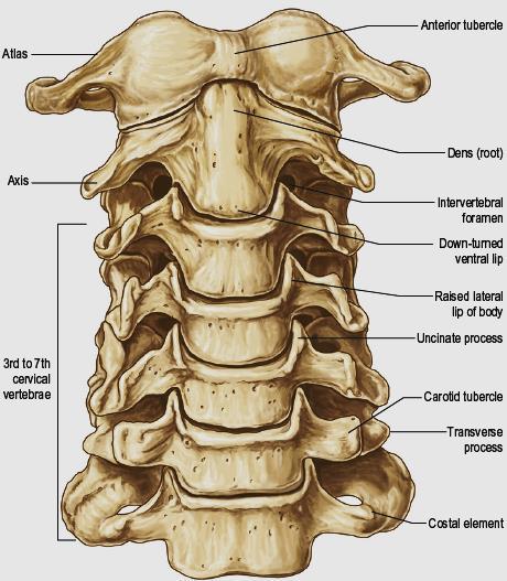 13 Şekil 2.4. Servikal vertebraların anterior ve lateral görünümü(28) 2.1.4 Servikal Bölgedeki Sinirler Boyun Spinal Sinirleri Boyun bölgeleri C1- C4 sinirleri tarafından innerve edilir. N.