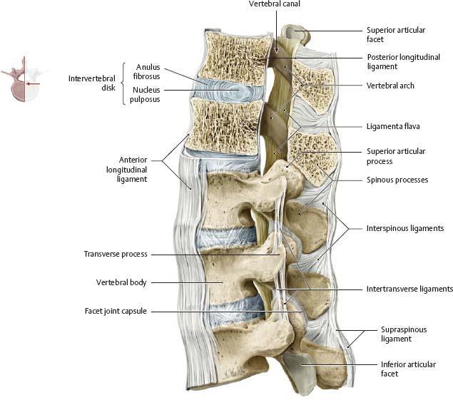 Servikal pleksus, boyun omurilik sinirlerinin ramus anteriorları tarafından oluşur, motor ve duyu lifler içerir. Boyun ön, yan bölgeleri ve skalpın duyusunu alan pleksus servikalisin duyu dalları, N.