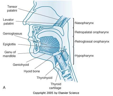 palatini Süperior faringeal