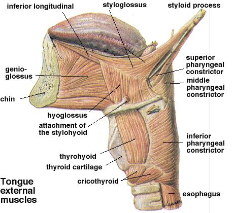 Styloglossus Genioglossus