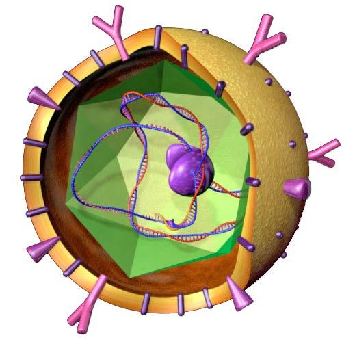 Kronik B Hepatiti Tedavisi HBcAg HBeAg HBV DNA DNA