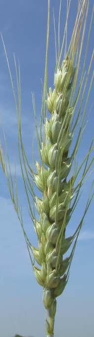 ekmeklik buğday Gelişme Tabiatı adelaide Alternatif - Kışlık dar