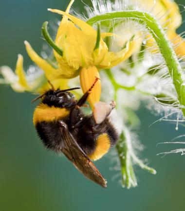 Natupol Bombus Arısı Sadece Bombus arısı değil, Koppert in Natupol u Natupol, Koppert firmasının 26 yıllık birikiminin son teknoloji ile birleşmiş halidir.