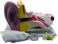 Kulak Anatomisi