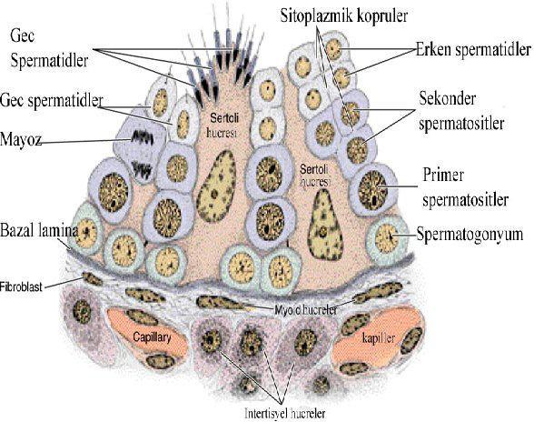 Sertoli hücreleri tüm seminifer epitel boyunca uzandığından tübülün yapısal düzenleniminin korunmasında da etkilidirler.