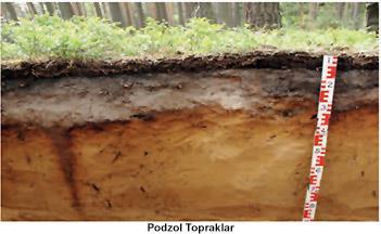 4.Podzol Topraklar Soğuk nemli bölgelerin iğne yapraklı orman sahasında oluşan topraklardır. Yıkanma fazla olduğundan mineral bakımından fakirdir ve kül renginde olan topraklardır.