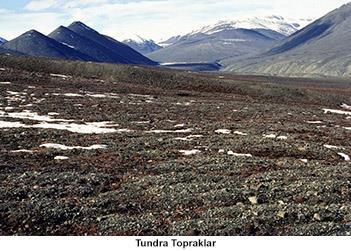 Tundra Toprakları Tundra iklim bölgesinin kışın on ay donan, yazın iki ay çözülerek bataklık hâlini alan verimsiz topraklarıdır.