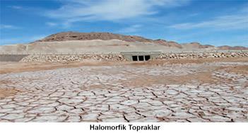 Halomorfik Topraklar (Tuzlu Topraklar) Kurak ve yarı kurak bölgelerde görülür. Su buharlaştığında eriyik hâldeki çeşitli tuz ve karbonatlar toprağın yüzeyinde birikir.