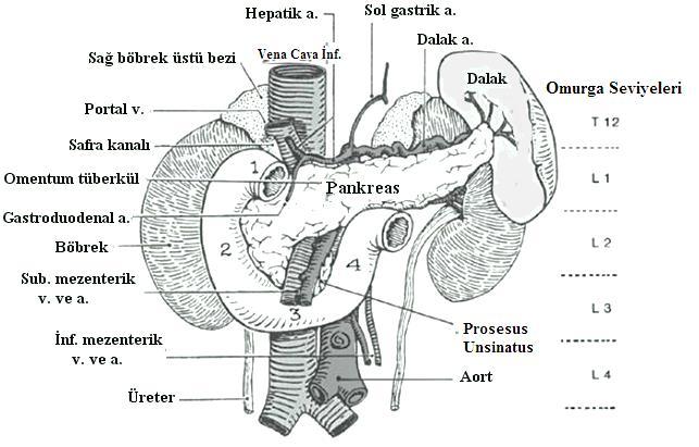 GENEL BİLGİLER PANKREAS ANATOMİSİ Pankreas, posterior batın duvarında, rölatif olarak fikse, birinci ve ikinci lomber vertebra hizasında bulunan bir organdır.