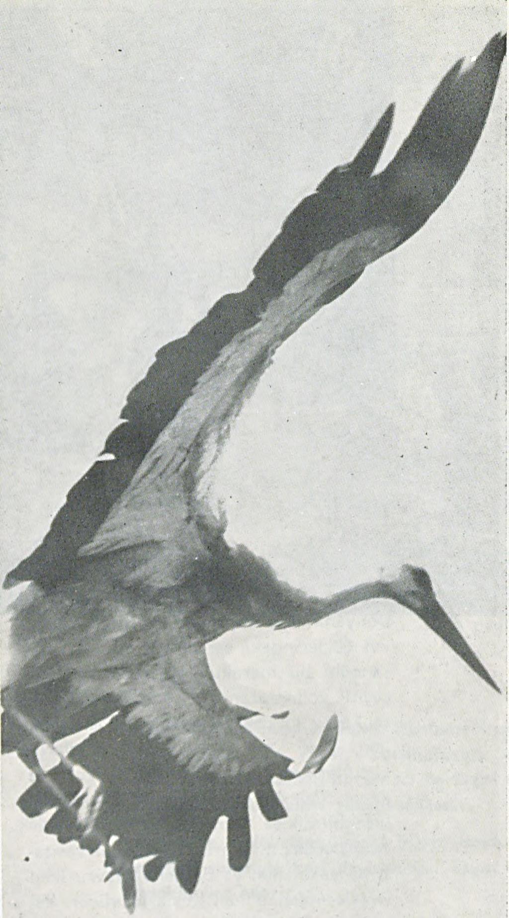 İşin garibi 1927 yılında The National Geographic Society tarafından basılan «The Book ot Birds» adlı kitapta; dünyada ilk olarak m arkalanm ış bir kuşun 1710 yılında Alm anya'da ele geçtiği