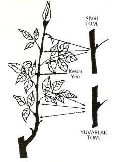 Gül sürgünü incelendiğinde, sürgünün orta kısmında 2-5 adet beş yaprakçıklı yaprak,bunların hemen altında ve üstünde birçok üç yaprakçıklı yaprak ve dar yaprakçıklar bulunmaktadır.