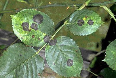 Siyah Nokta (Diplocarpon rosae) : Yaprakların üst yüzeyinde başlangıcında 2 12 mm çapta karakteristik yuvarlak siyah lekeler meydana gelir.