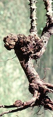 Hastalığın etmeni bakteridir Fidanlar ağır ve nemli topraklardan kaçınılmalı Aşılı ağaçlarda aşı yerini macunla kapatmalıdır. Kanserli fidanlar yok edilmelidir.