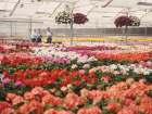 Kesme çiçek üretimi yapan işletmeler uzun yıllar küçük arazileri değerlendiren küçük aile işletmeleri olarak faaliyetlerini sürdürmüşlerdir.