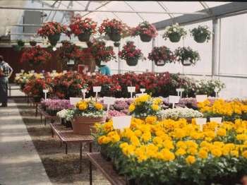 Çiçek fiyatlarındaki değişimler, reel olarak karanfil fiyatlarında yurt içi ve yurt dışında 1995 den sonra giderek bir azalma olmasına karşın, yurt