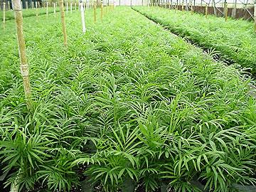 Saksılı süs bitkileri üretimi genellikle büyük tüketim merkezlerine yakın yerlerde yoğunlaşmıştır.