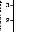 Rat testisindee ölçülen TGF-β seviyesinin grafikle gösterilmesi ***Testis İ:Testis İskemi, Testis