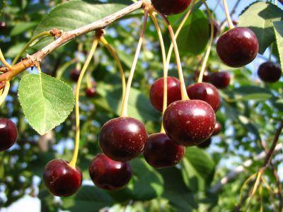 3. MATERYAL VE YÖNTEM 3.1. Materyal 3.1.1. Vişne (Prunus cerasus) Latince adı (Prunus cerasus), gülgiller (Rosaceae) familyasından kiraza benzeyen ve tadı kiraz tadından daha ekşi olan bir meyve türüdür.